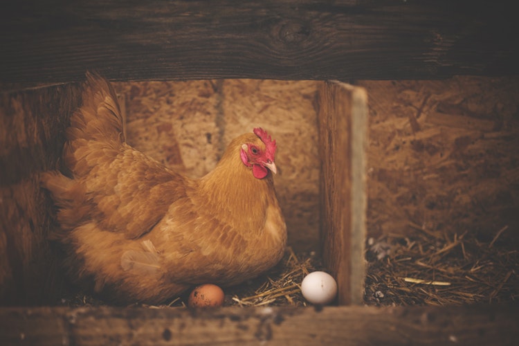 卵を温めるメスの鶏（雌鶏：めんどり）の写真