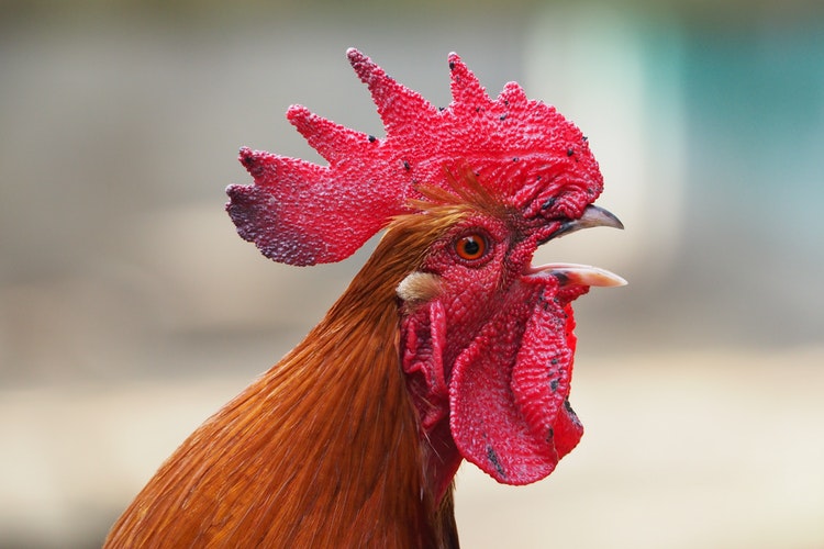 鳴いているオスの鶏（雄鶏：おんどり）の写真