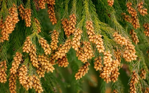 スギ花粉による花粉症の季節